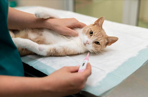 Fiebre en Gatos: Causa, Cómo saberlo y Qué hacer