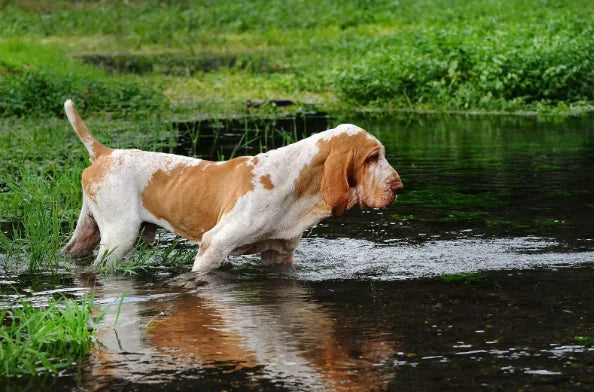 Filaria en Perros: Qué es, Síntomas, Tratamiento y Prevención