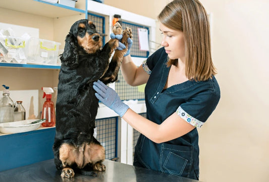 Frecuencia Respiratoria en Perros: Todo lo que debes saber