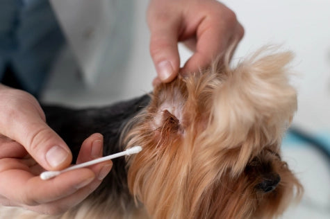 Ticks on Dogs: What to Do, How Long It Lasts and How to Remove Them