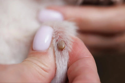 Garrapatas en Gatos: Causas, Síntomas y Cómo quitarlas