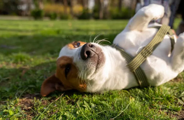 Gases en Perros: Causas, Síntomas y Qué Hacer