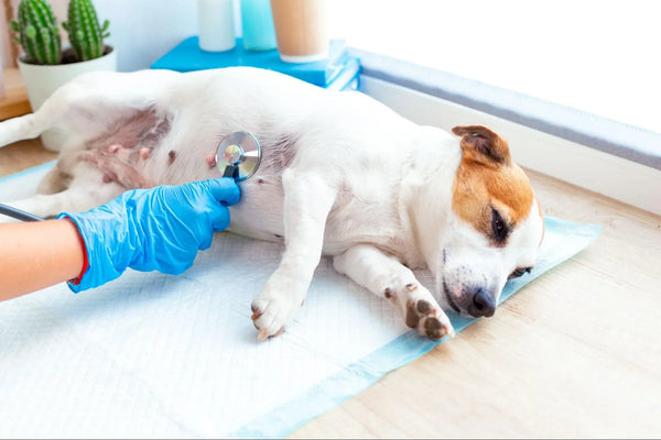 Gastritis in Dogs: Complete Guide 2025 