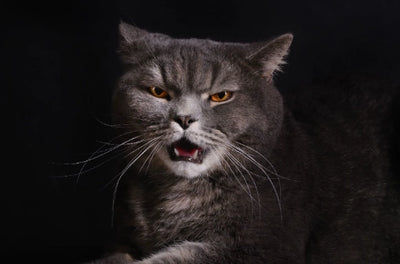Aggression in Cats: Types, Causes and Solutions