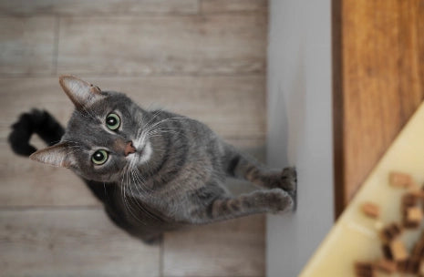 Hyperactive Cat: Causes and Tricks to Calm It