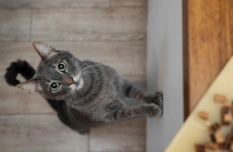Gato Hiperactivo: Causas y Trucos para Calmarlo