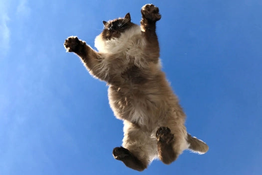 Síndrome del Gato Volador: Qué es, Síntomas y Tratamiento