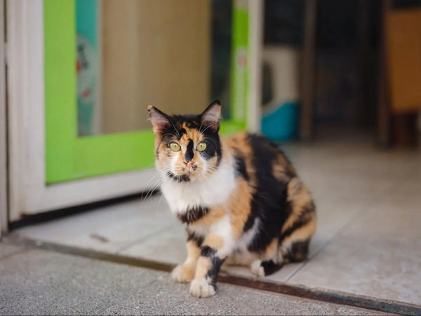 Tortoiseshell Cats: Everything You Need to Know 