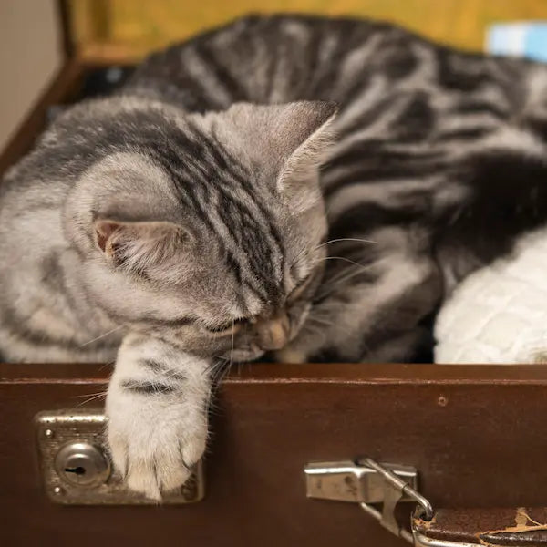 Estrés en gatos: Causas, Síntomas y Cómo Controlarlo