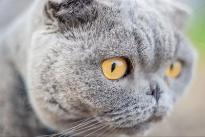 Cats with Down Syndrome: Everything You Need to Know