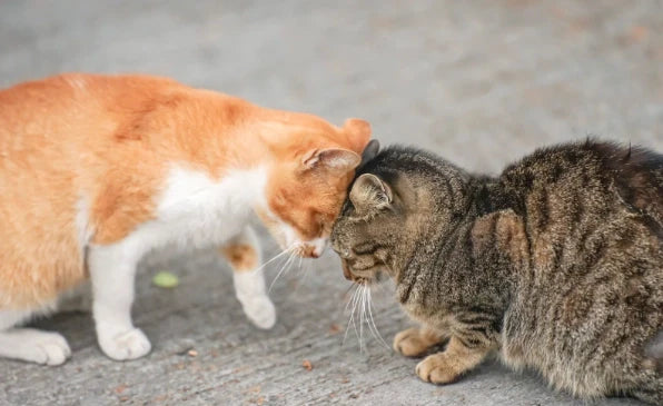 Mis Gatos se Pelean: 12 Trucos para Evitarlos y Causas