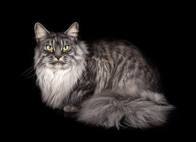 Big and Giant Cats: The 10 Breeds to Have at Home