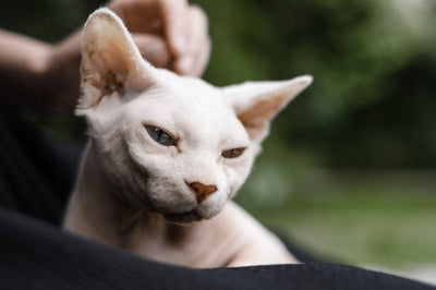 Hairless Cats: Essential Guide 2025 Take Note!