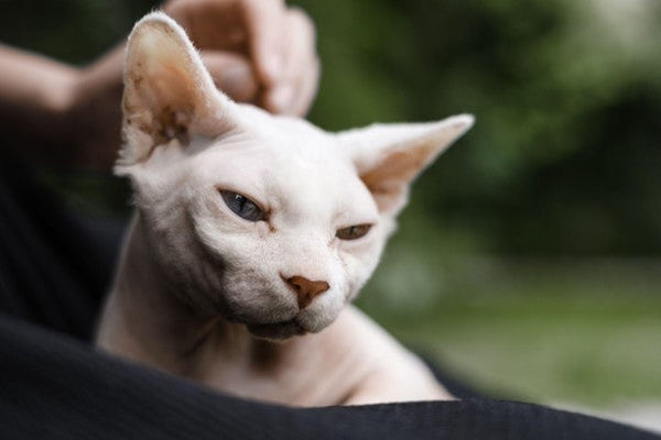 Gatos sin Pelo: Guía Imprescindible 2025 ¡Toma Nota!
