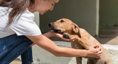 Giardia en Perros: Síntomas, Causas y Tratamiento