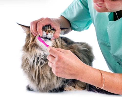 Gingivitis en Gatos: Causas, Síntomas y Tratamiento