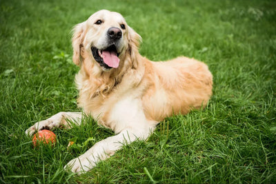 Golden Retriever: Tipos y Cuidados (Todo lo que Necesitas Saber)