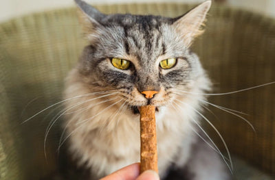 Treats for Cats: 12 Easy, Quick and Healthy Homemade Recipes
