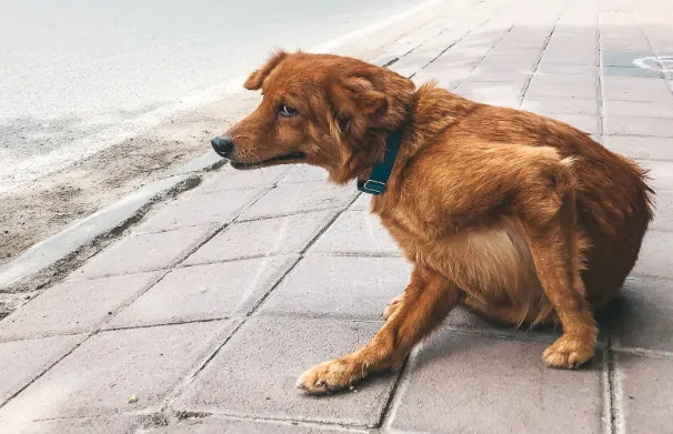 Gusanos en Perros: Tipos, Causas, Síntomas y Tratamiento