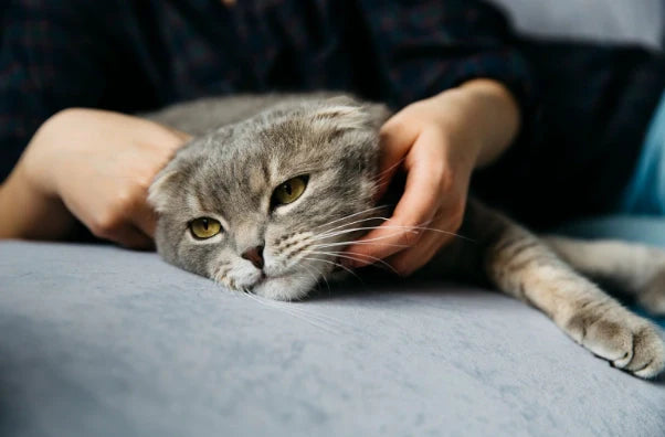 Hernia en Gatos: Tipos, Diagnóstico, Tratamiento y Cuidados