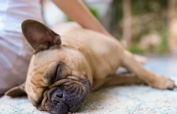 Hipo en Perros: Cómo Solucionarlo Fácil y Rápido