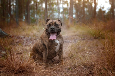 Hipotiroidismo en Perros: Lo que debes saber