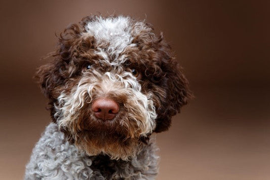 Perro de Agua Español: Todo lo que Debes Saber