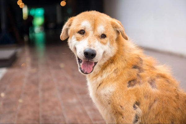 Hongos en Perros: Síntomas y Tratamiento