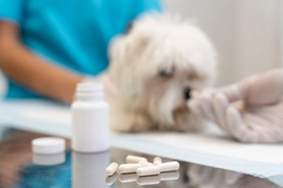 Ibuprofeno para Perros: ¿Sí o No? Te lo Contamos Todo