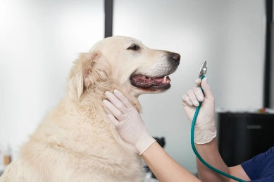 Heart Failure in Dogs: Symptoms and Treatment