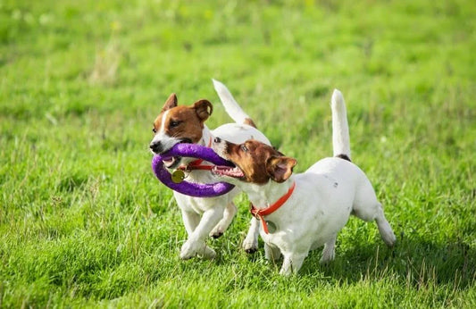  30 Mejores Juegos para Perros: Exterior y En Casa ¡Estimúlalo!