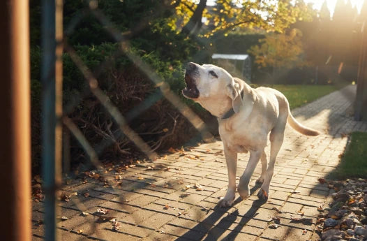 Ladridos de Perros: Tipos y Significados