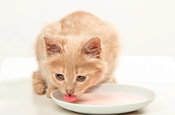 Leche para Gatos: ¿Sí o no? Recetas