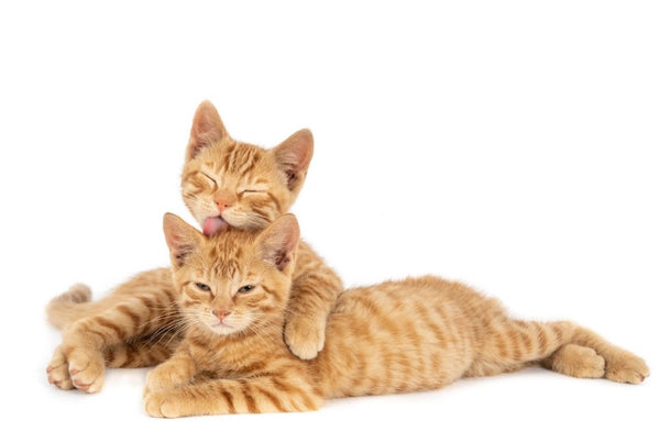 Comprende el Lenguaje Corporal de Gatos: Guía Definitiva 2023