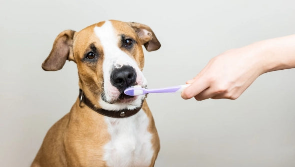 How to clean a dog's teeth: 5 easy ways