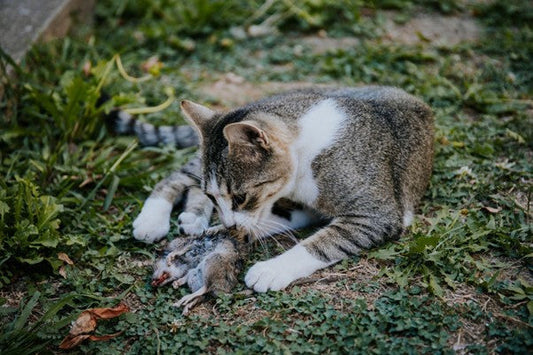 Lombrices en Gatos: Causas, Síntomas y Tratamiento