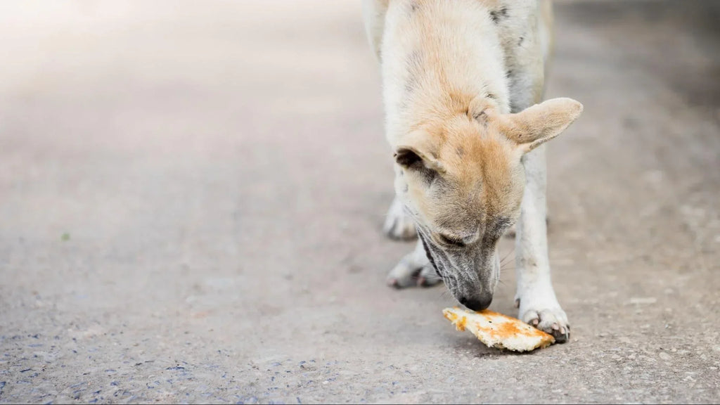 ¿Los Perros Pueden Comer Pan? Todo lo que Debes Saber