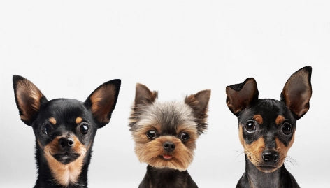 Mini Toy Dogs: The Best Known Breeds of Miniature Dogs