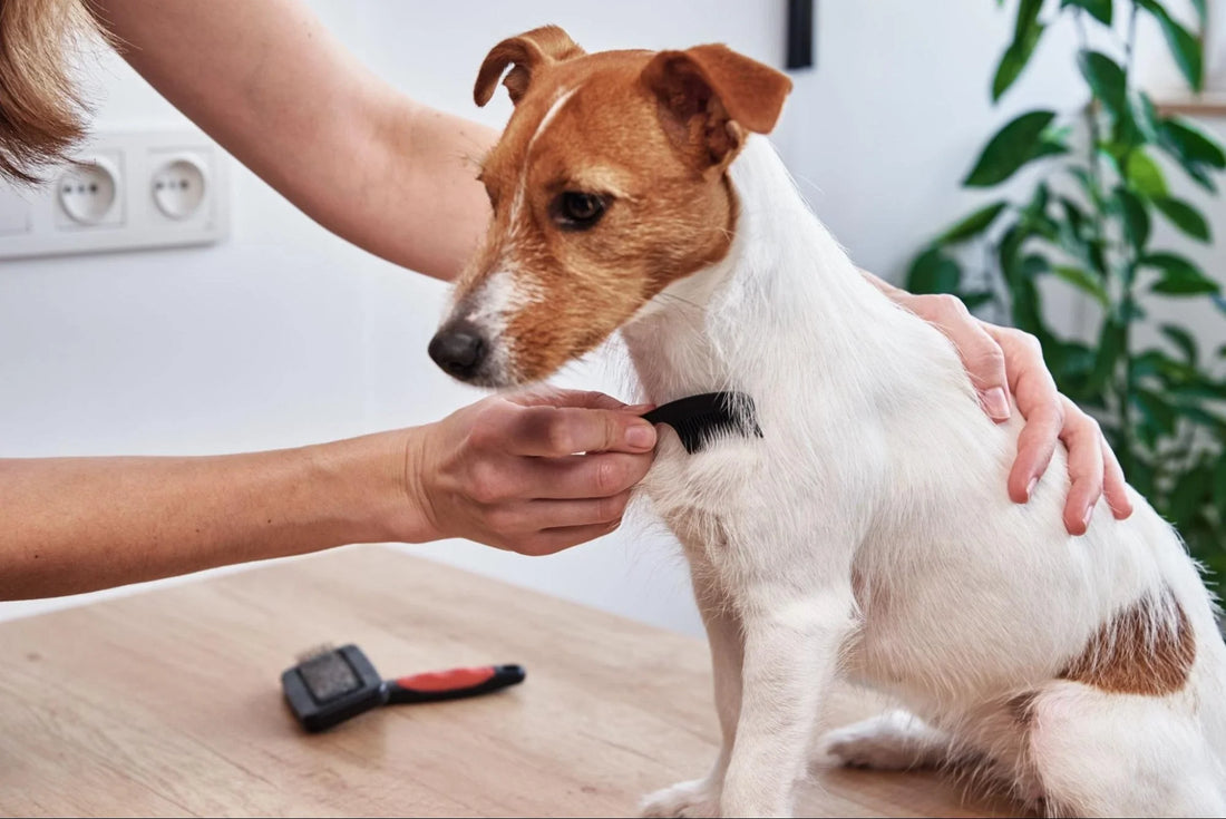 Muda de Pelo en Perros: Todo lo que Debes Saber 2025