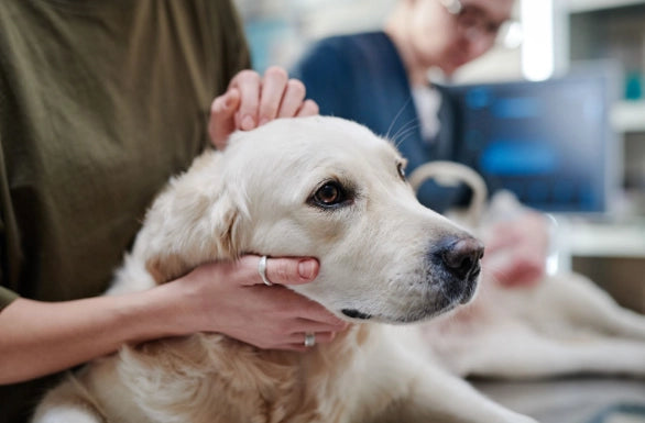 Neumonía en Perros: Causas, Síntomas y Tratamiento