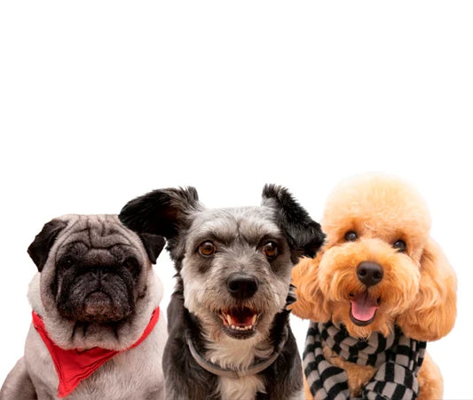 +100 mejores nombres para perros 2023