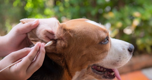 Otitis in Dogs: Causes, Symptoms and Treatment