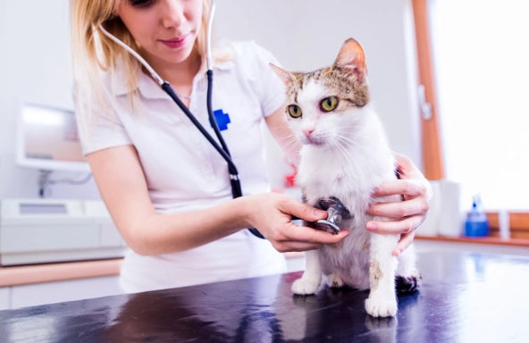 Pancreatitis en Gatos: Guía Completa 2025