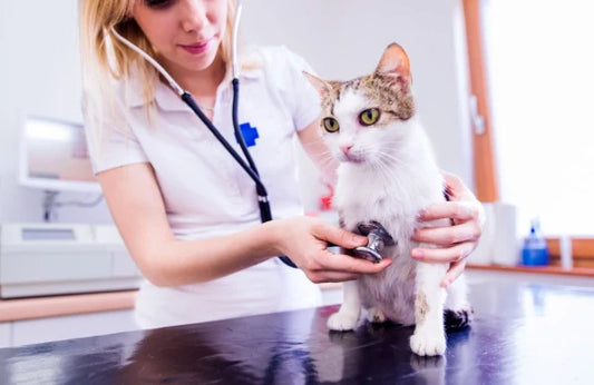 Pancreatitis en Gatos: Guía Completa 2024