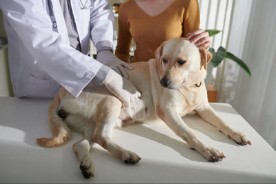 Pancreatitis in Dogs: Complete Guide 2024