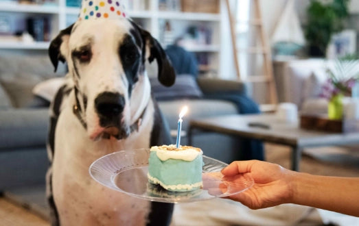 Pasteles y Tartas para Perros: 15 Mejores Recetas Saludables 2025