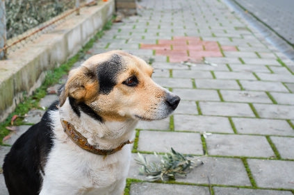 Mi Perro No Quiere Salir a la Calle: Qué Hago y 10 Razones
