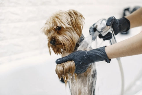 Mi Perro Huele Mal: Causas y Mejores Soluciones