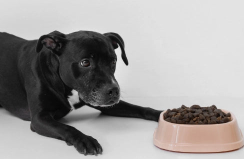 My Dog Doesn't Want to Eat: What Do I Do? Causes and Solutions