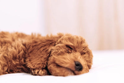 Do dogs dream? Yes or no? We tell you